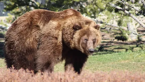 周跃龙输给希金斯，八强征程无奈告终